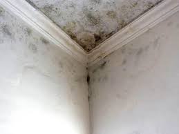 Best Forensic Mold Investigation in Lakeville, MN