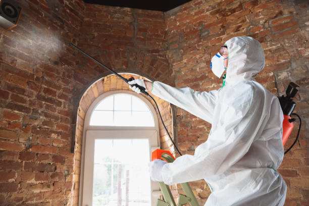 Best Biohazard Mold Removal in Lakeville, MN